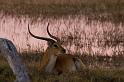 091 Okavango Delta, rode litschie